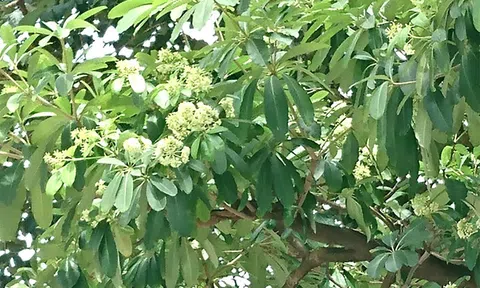 Hoa sữa nở trong tiết trời se lạnh của mùa Thu Hà Nội